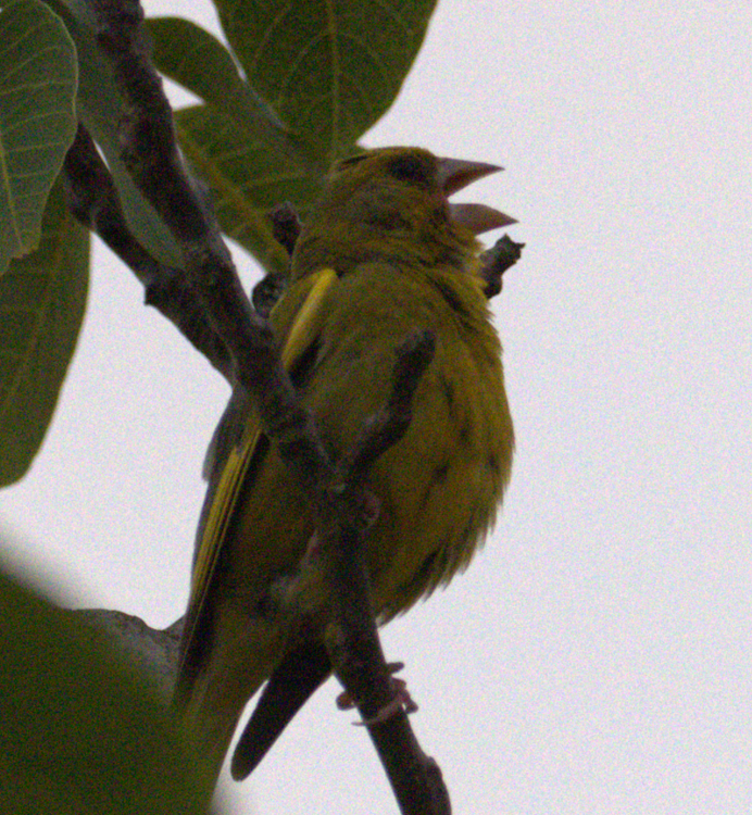 European Greenfinch - ML638292230