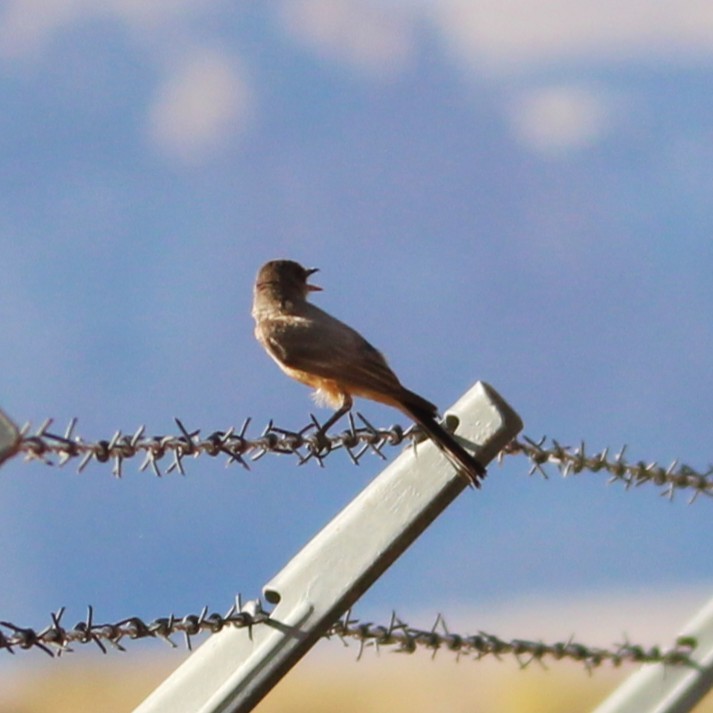Say's Phoebe - ML638292232