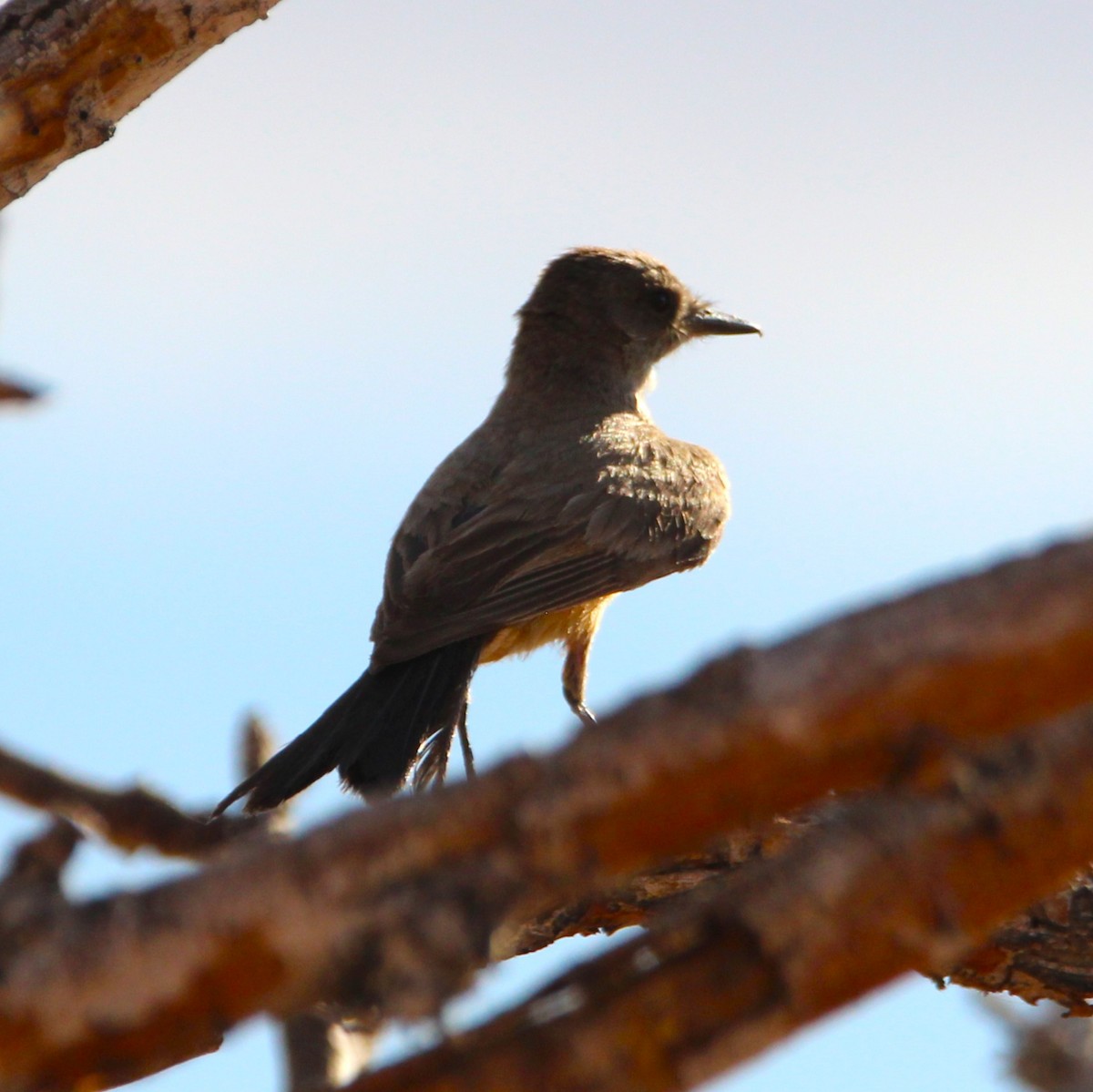 Say's Phoebe - ML638292233