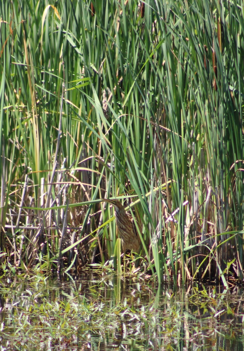 American Bittern - ML638292238