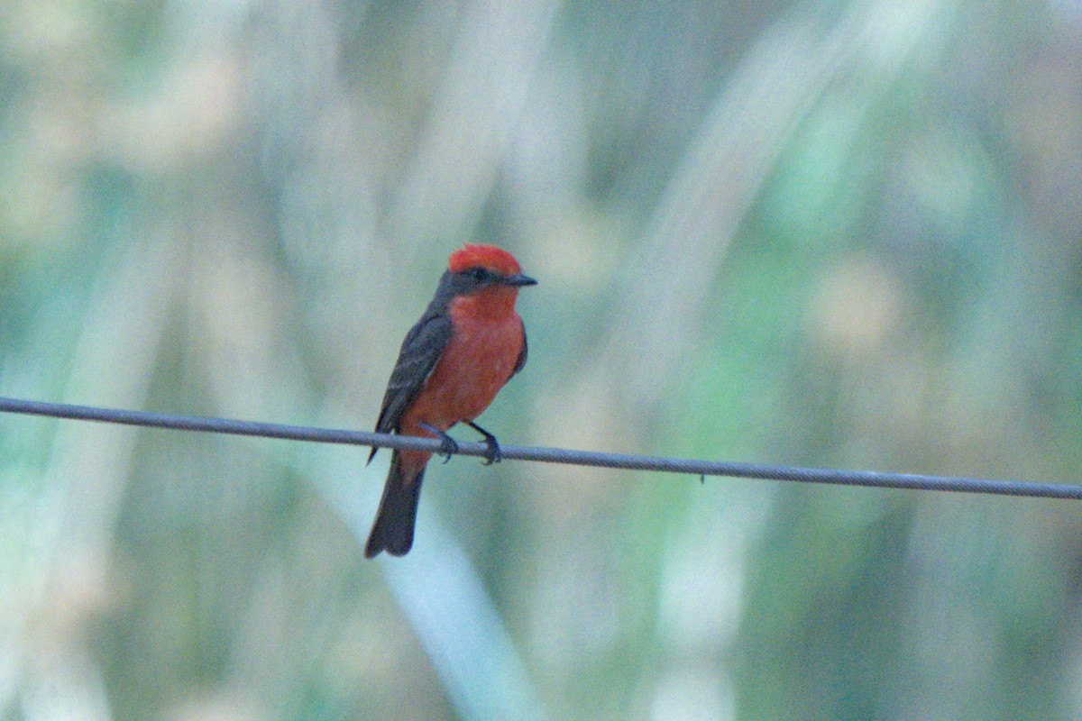 Vermilion Flycatcher - ML638292246