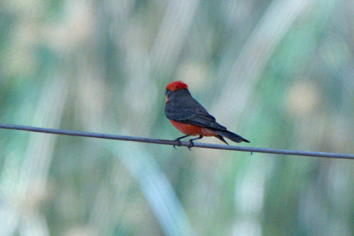 Vermilion Flycatcher - ML638292247