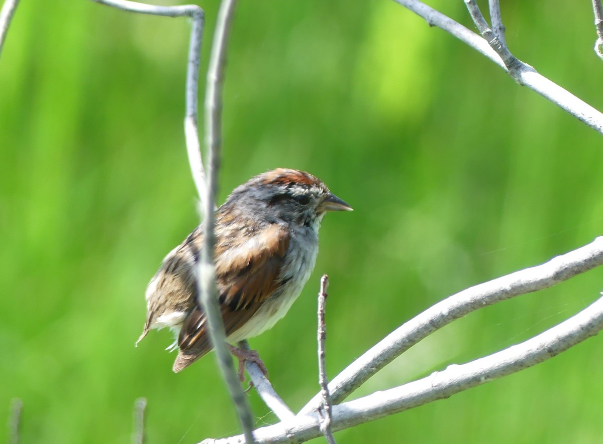 Swamp Sparrow - ML638292248