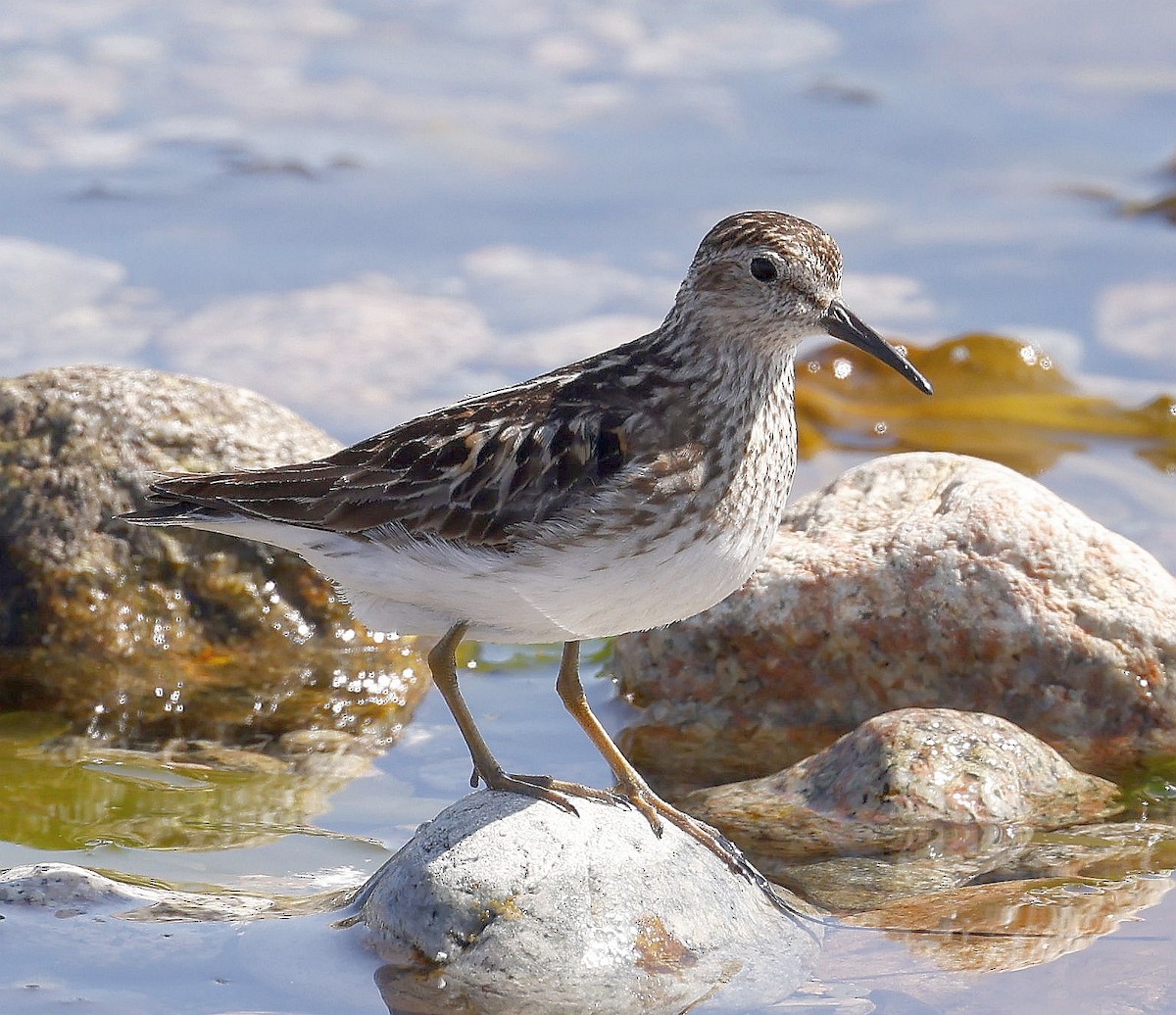 Least Sandpiper - ML638292251