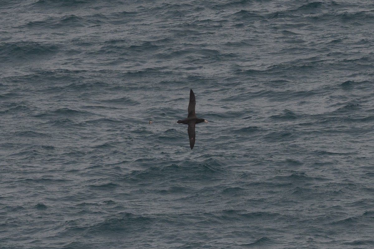 Northern Giant-Petrel - ML638292258