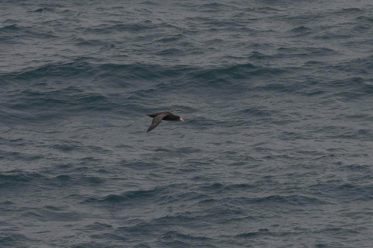 Northern Giant-Petrel - ML638292259