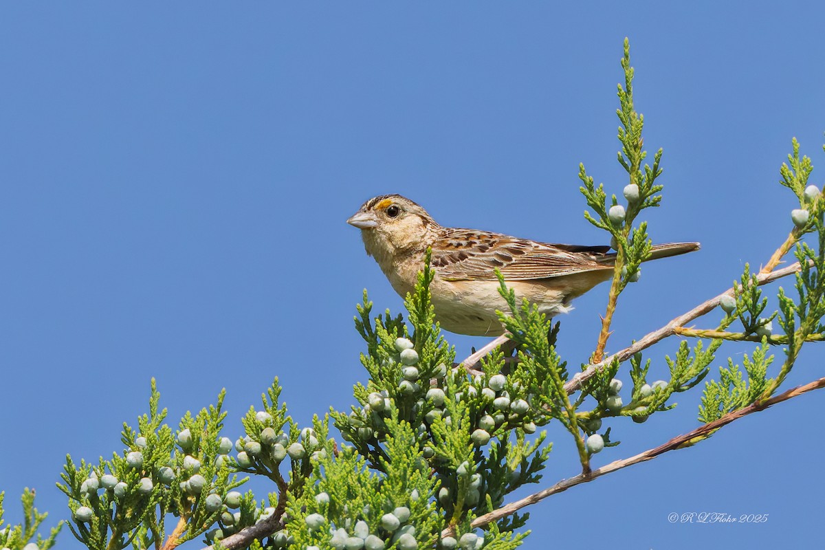 Grasshopper Sparrow - ML638292262