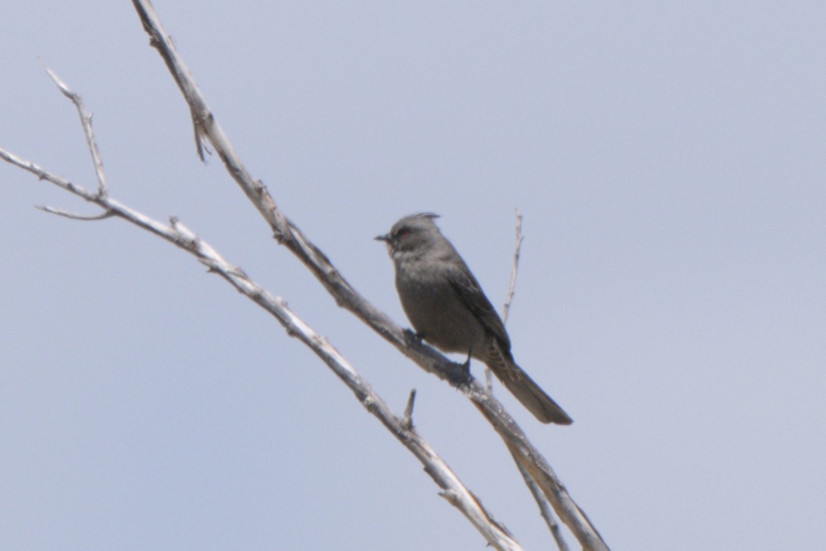 Phainopepla - ML638292266