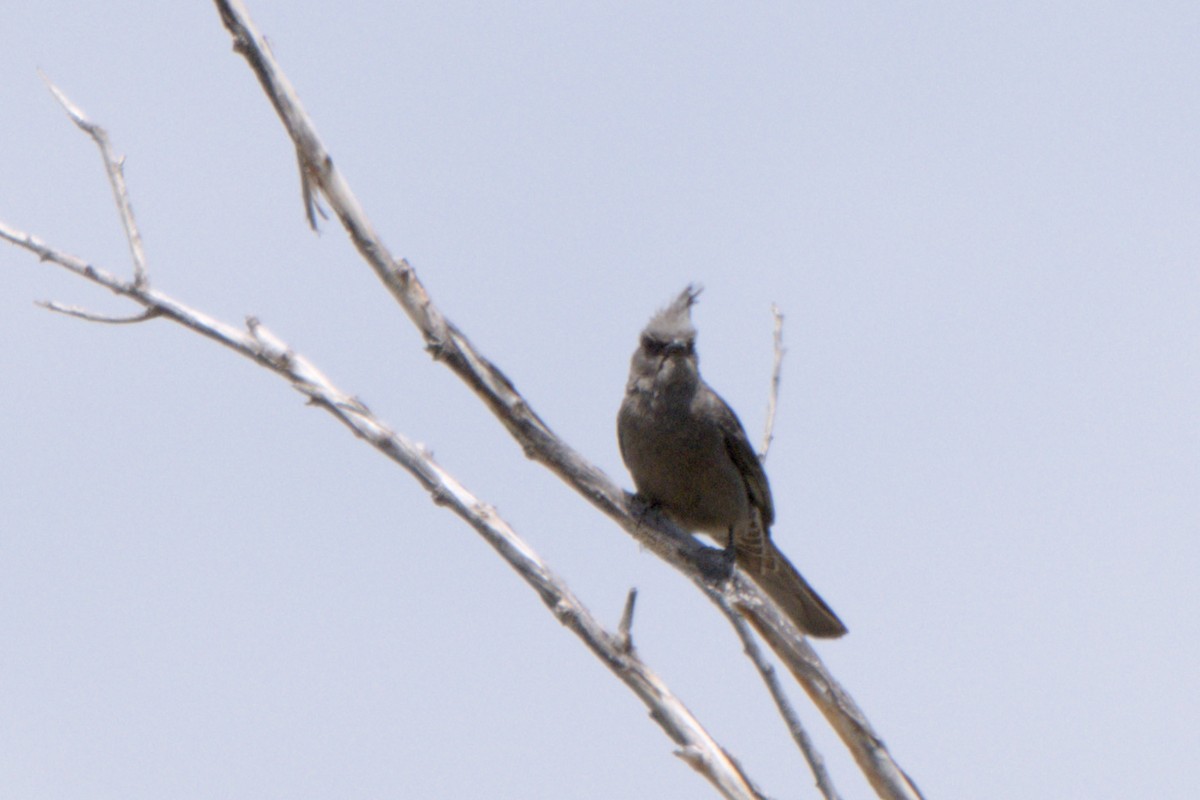 Phainopepla - ML638292267