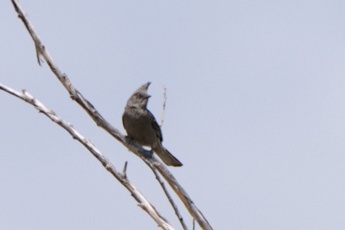 Phainopepla - ML638292268
