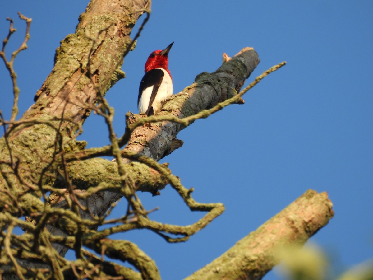 Red-headed Woodpecker - ML638292275