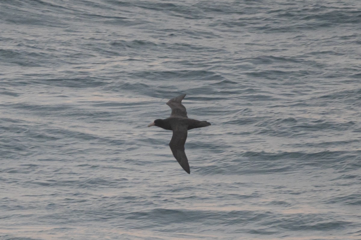 Southern Giant-Petrel - ML638292276