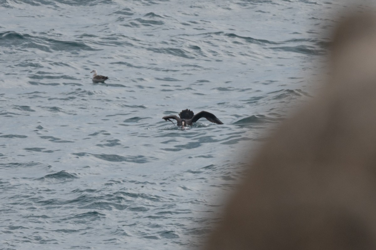 Southern Giant-Petrel - ML638292277