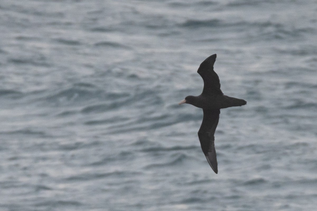 Southern Giant-Petrel - ML638292278