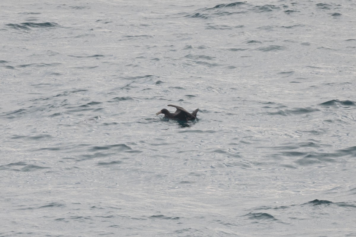 Southern Giant-Petrel - ML638292279