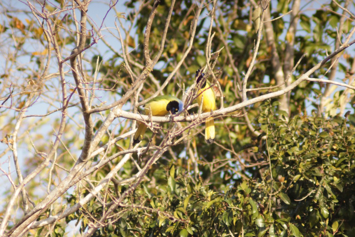 Green Jay - ML638292281