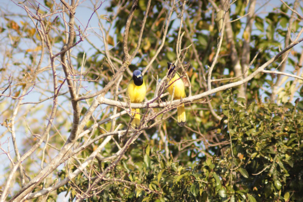 Green Jay - ML638292282