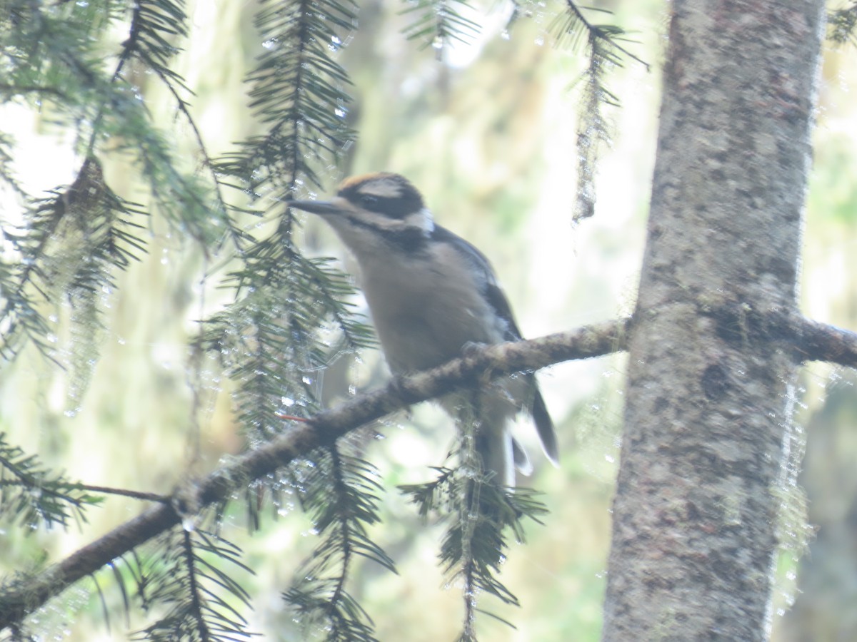 Hairy Woodpecker - ML638292291