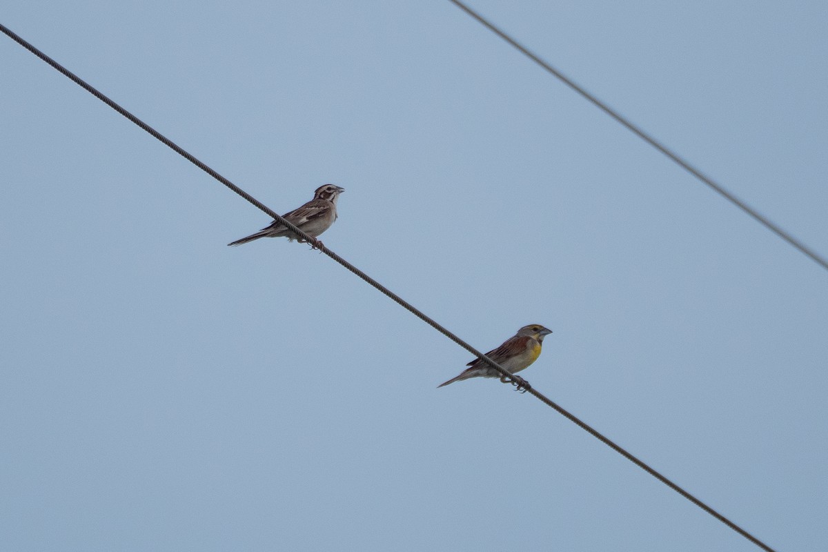 Lark Sparrow - ML638292293