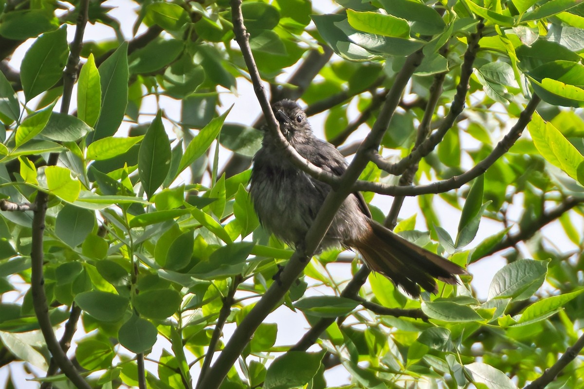 Gray Catbird - ML638292295
