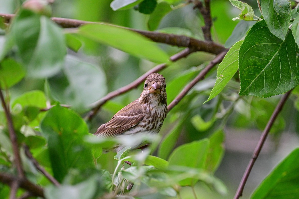 Purple Finch - ML638292296