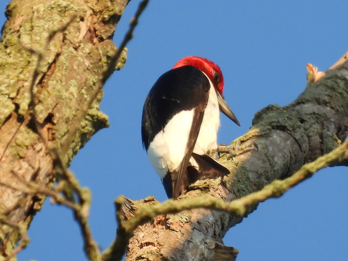 Red-headed Woodpecker - ML638292298