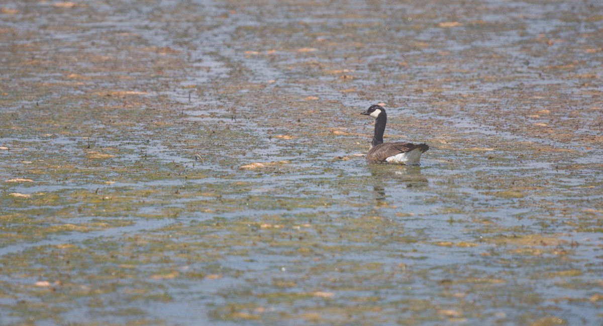 Cackling Goose - ML638292300