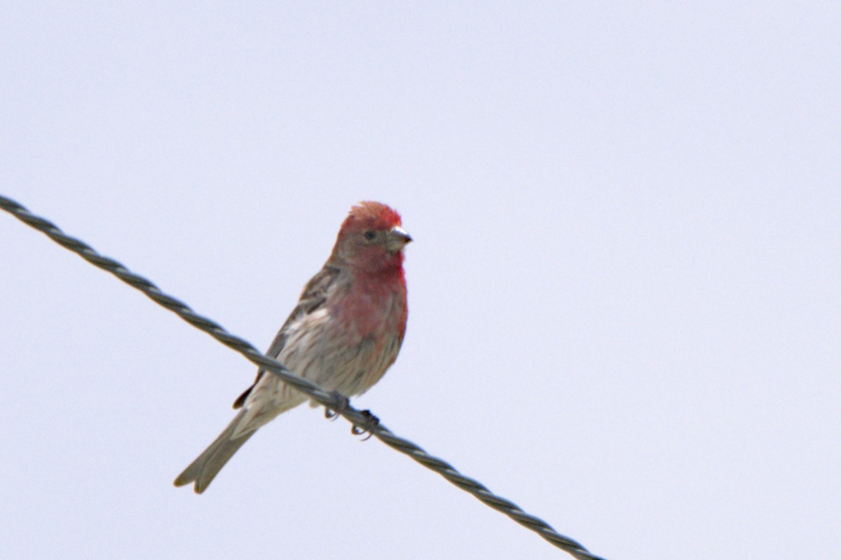 House Finch - ML638292302