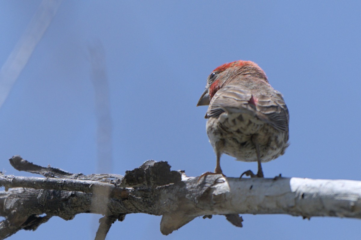 House Finch - ML638292303