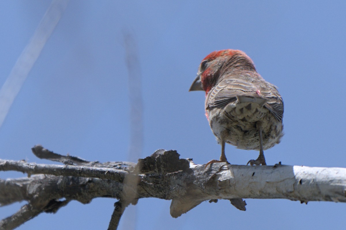 House Finch - ML638292304