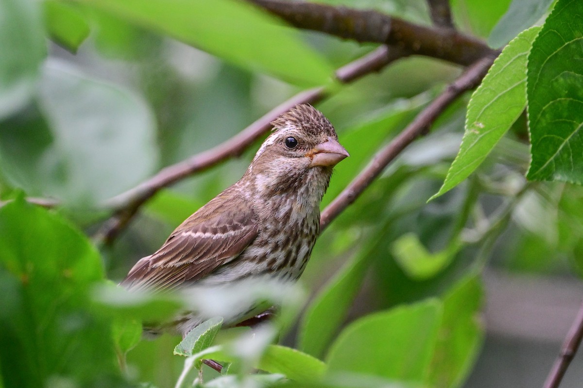 Purple Finch - ML638292314