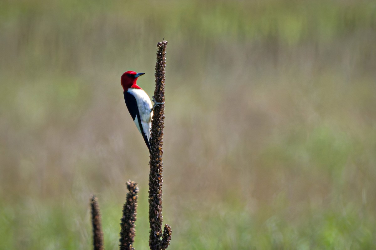 Red-headed Woodpecker - ML638292315