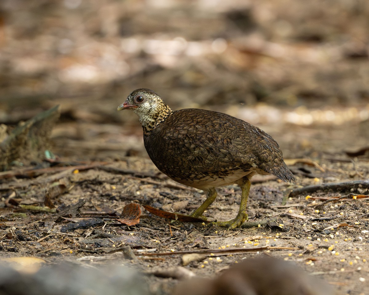 Scaly-breasted Partridge (Green-legged) - ML638292318
