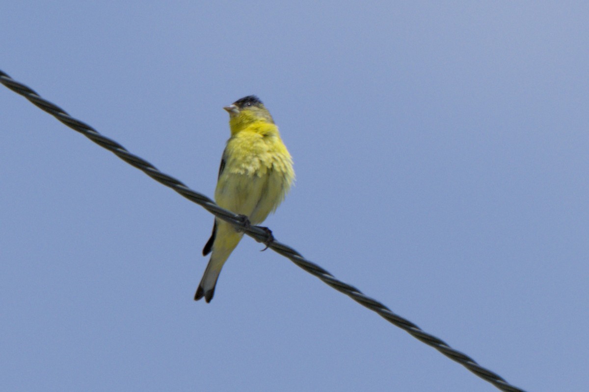 Lesser Goldfinch - ML638292321