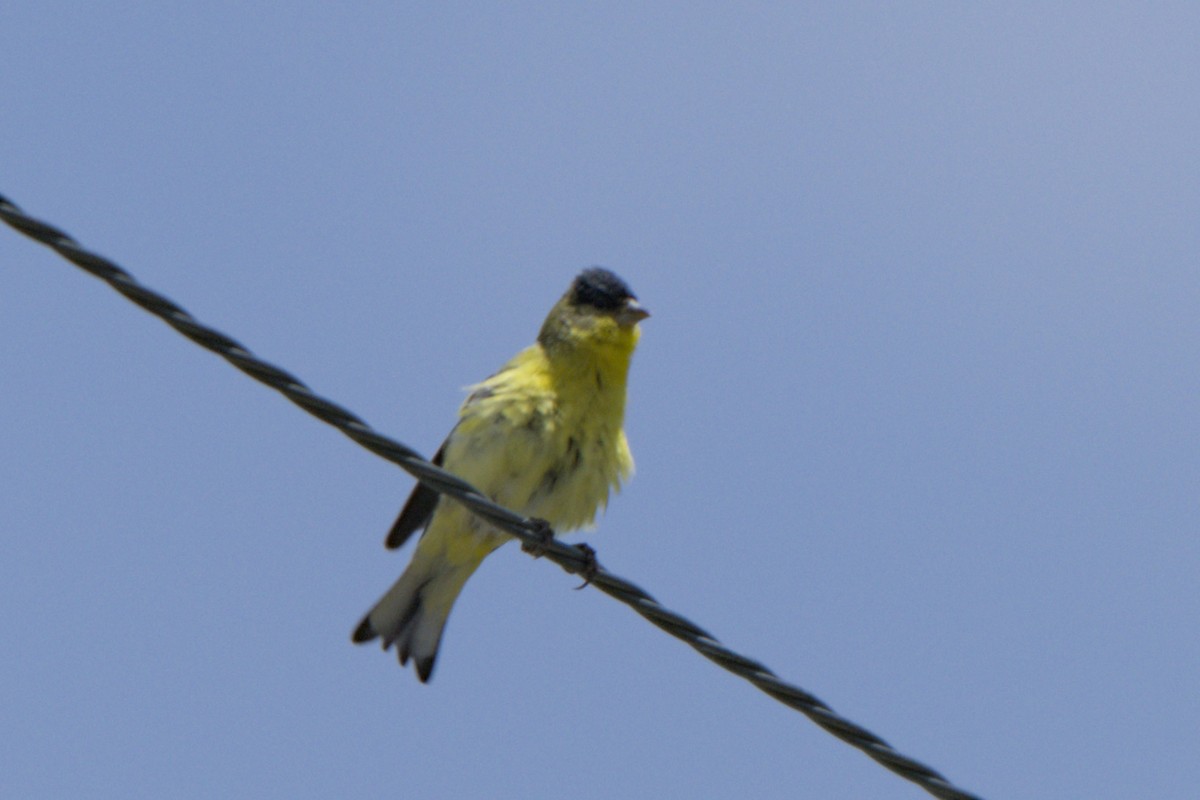 Lesser Goldfinch - ML638292322