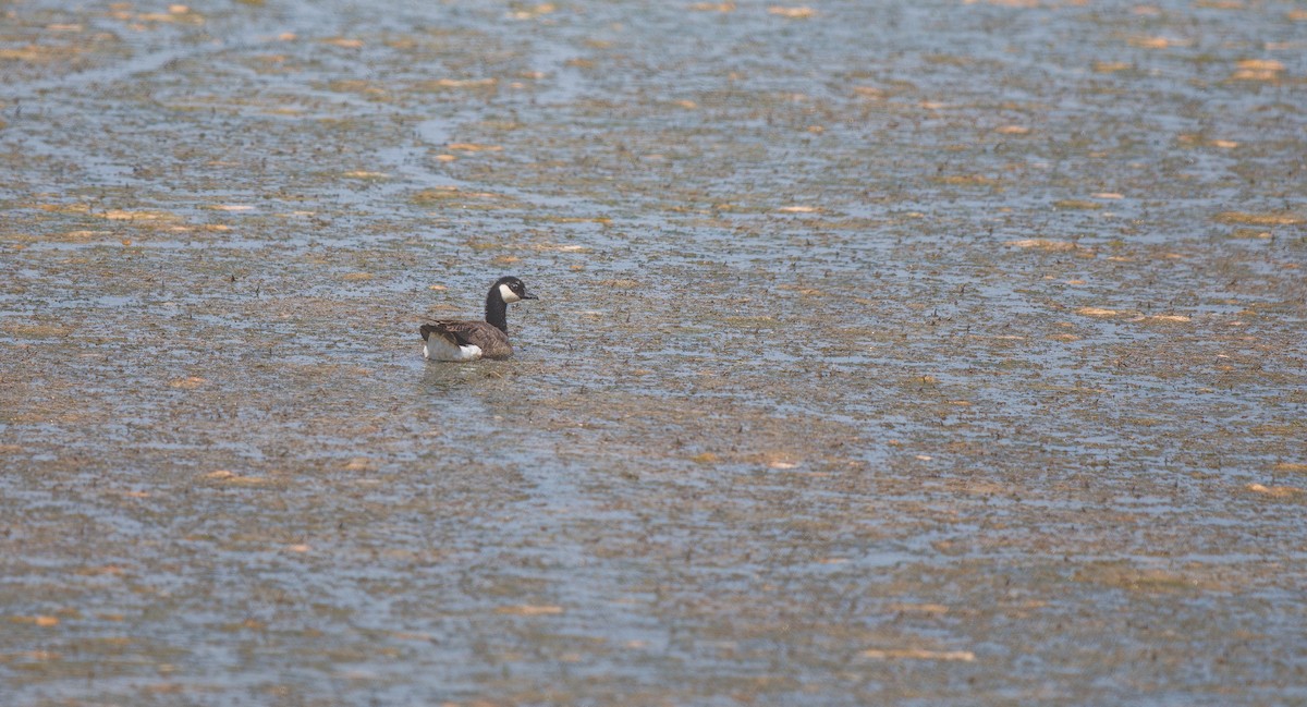 Cackling Goose - ML638292331