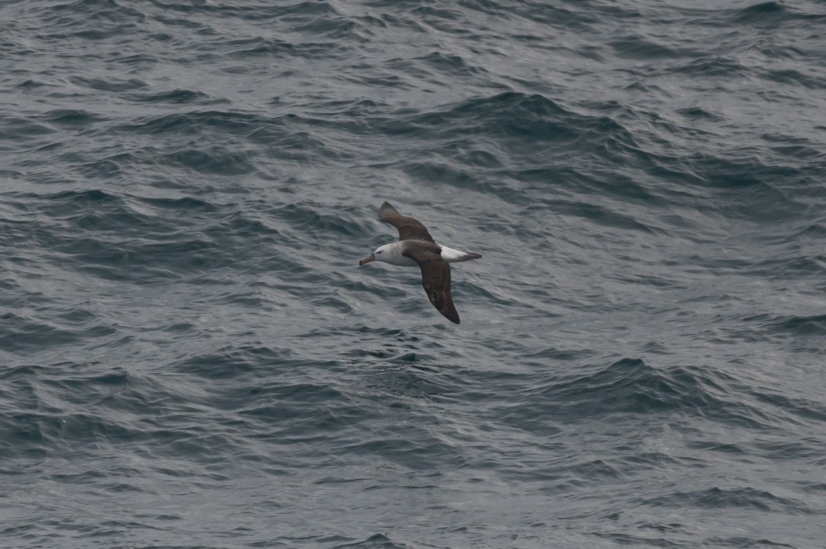 Black-browed Albatross - ML638292338