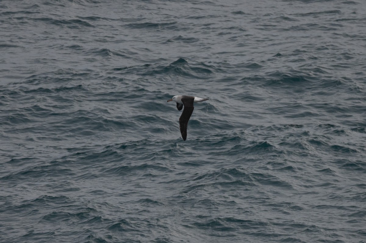Black-browed Albatross - ML638292339