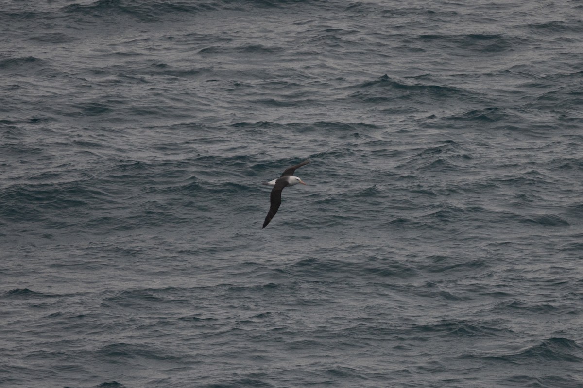 Black-browed Albatross - ML638292340