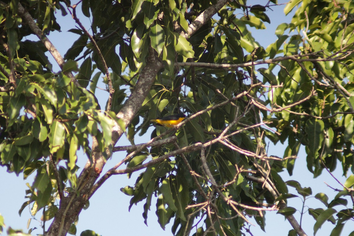 Yellow-throated Euphonia - ML638292345
