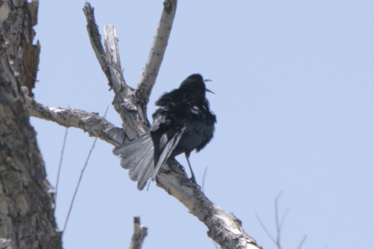 Great-tailed Grackle - ML638292347