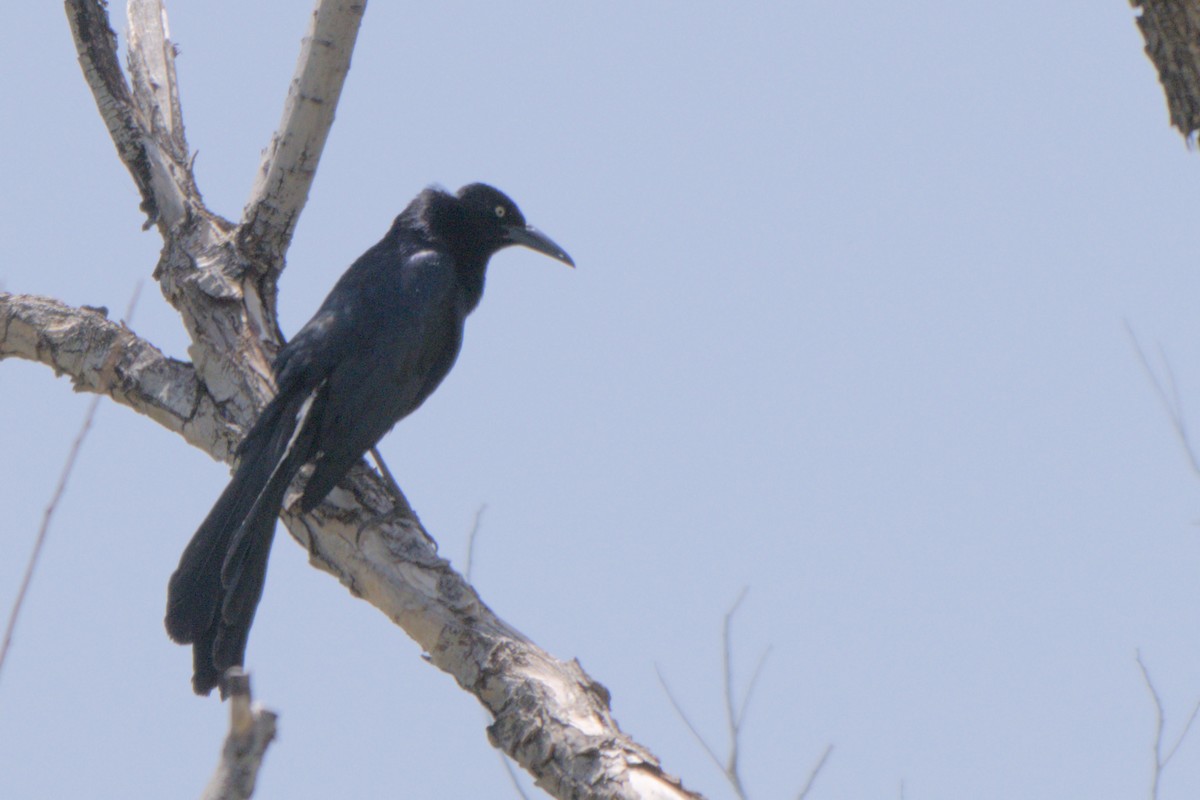 Great-tailed Grackle - ML638292348