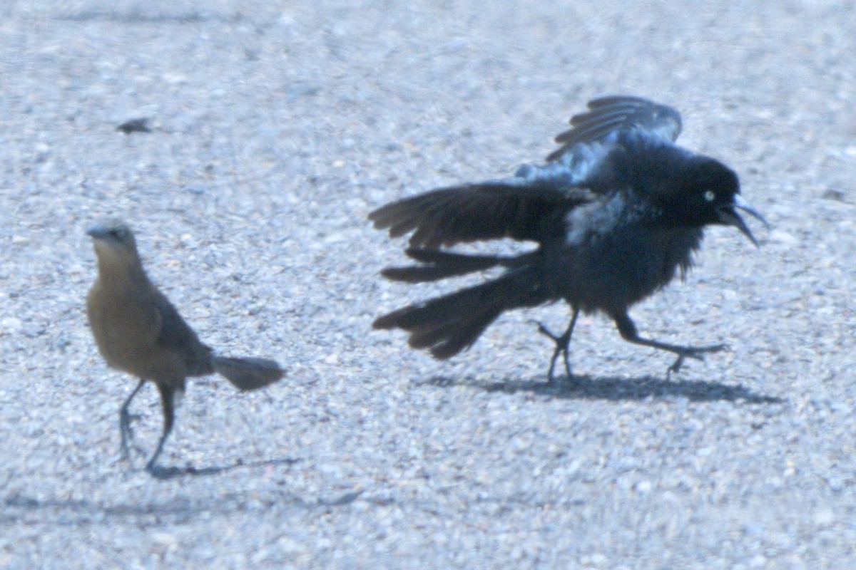 Great-tailed Grackle - ML638292349