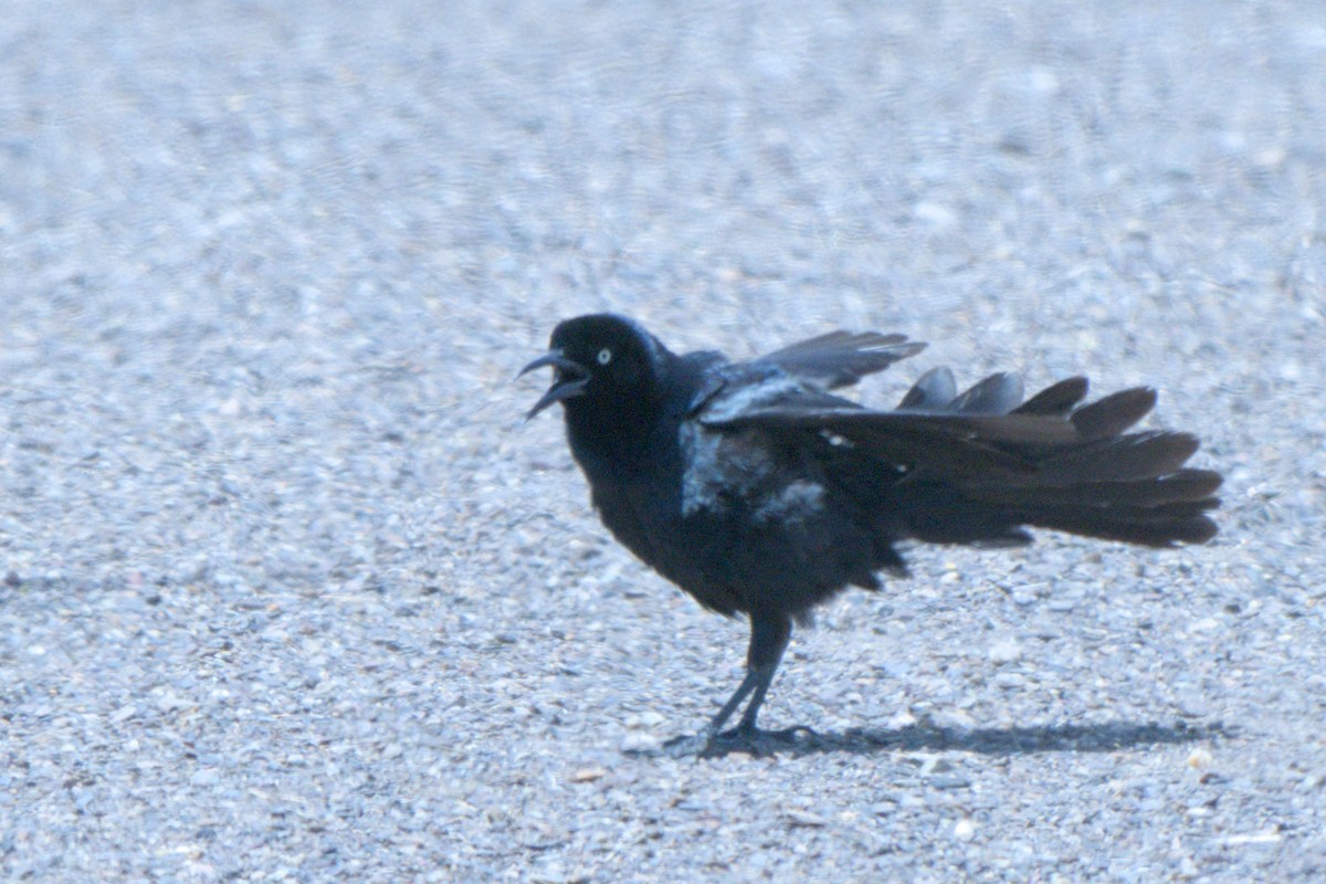 Great-tailed Grackle - ML638292351