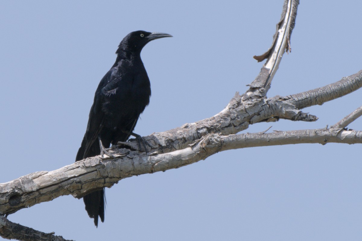 Great-tailed Grackle - ML638292352