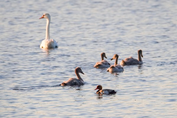 Red-crested Pochard - ML638292356