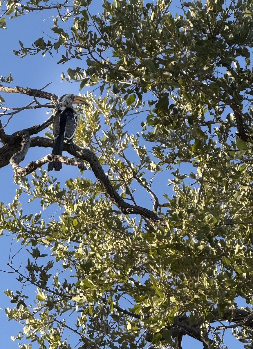 Southern Yellow-billed Hornbill - ML638292361