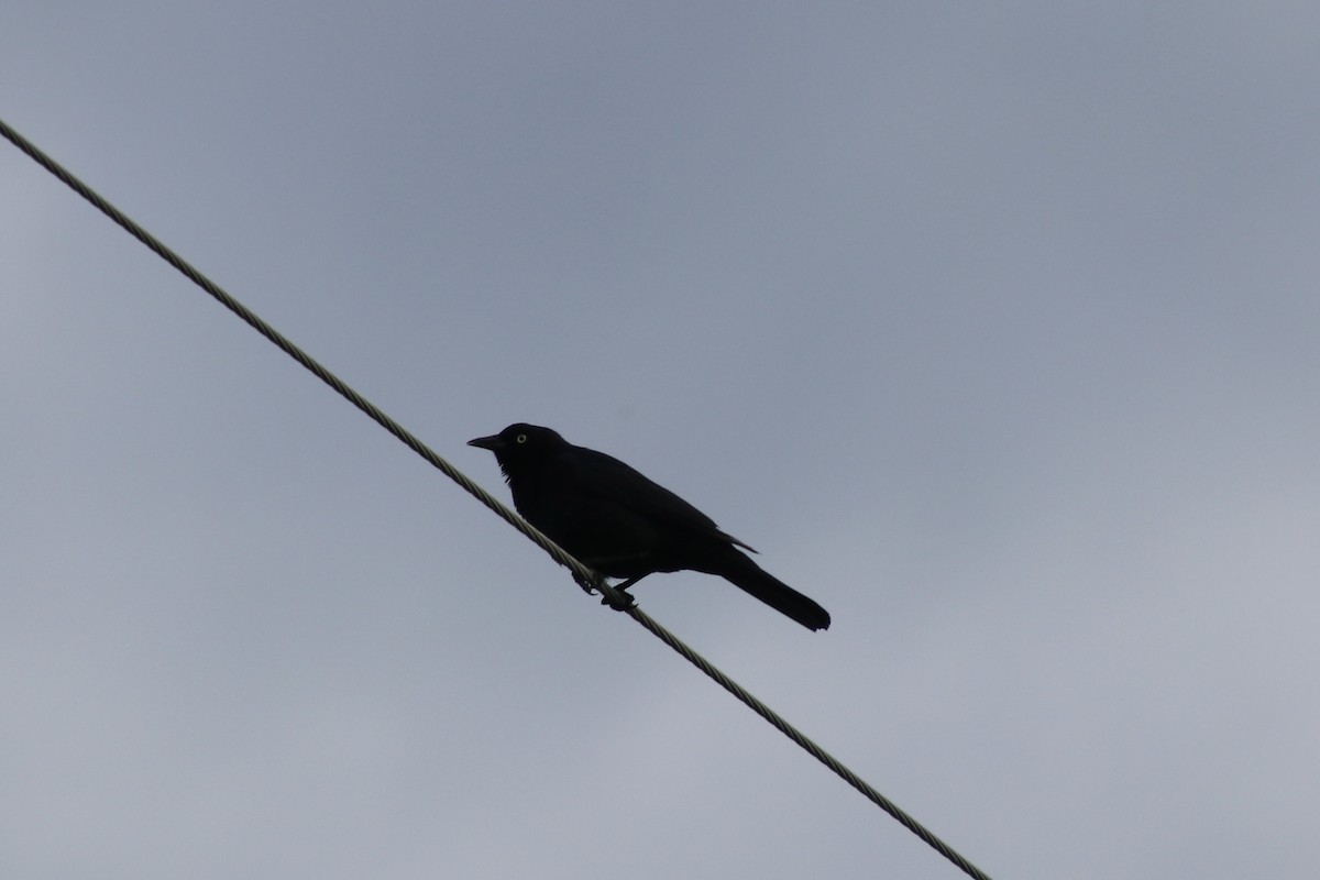 Brewer's Blackbird - ML638292374