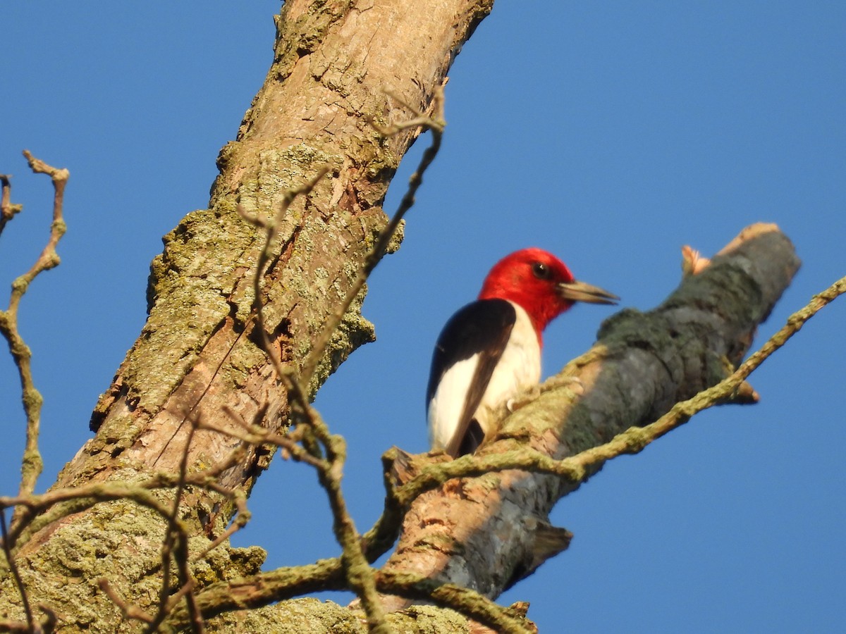 Red-headed Woodpecker - ML638292379