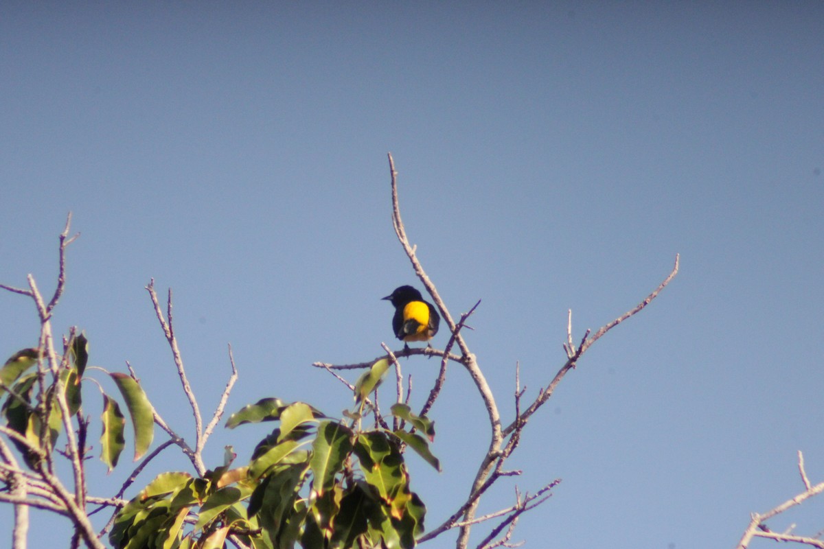 Black-cowled Oriole - ML638292382